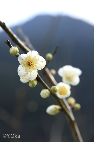 梅の花