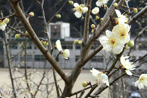 梅の花