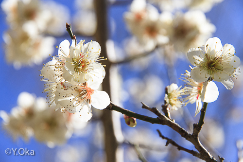 梅の花