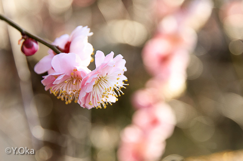 梅の花