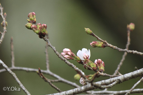 桜開花