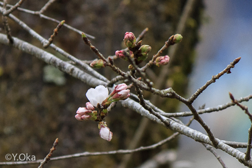桜開花