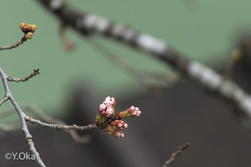 桜開花