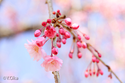 果無集落のしだれ桜