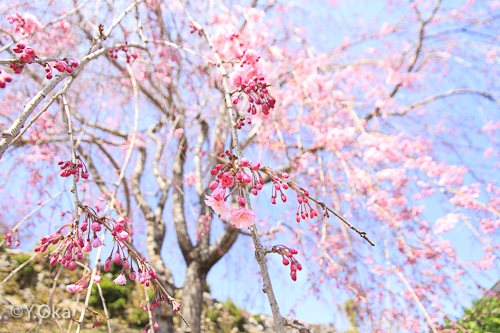 果無集落のしだれ桜