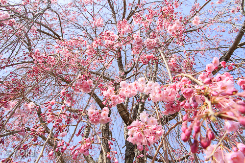 果無集落のしだれ桜