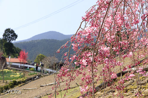 果無集落のしだれ桜