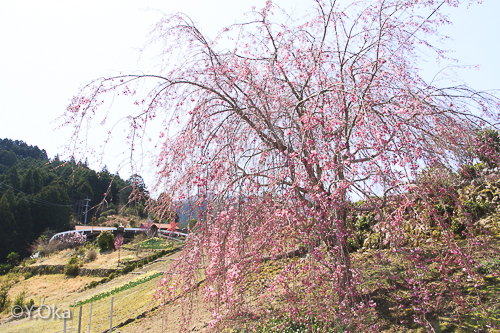 果無集落のしだれ桜
