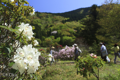 石楠花まつり園内