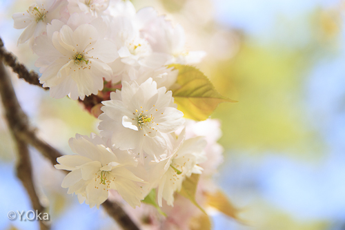 21世紀の森八重桜