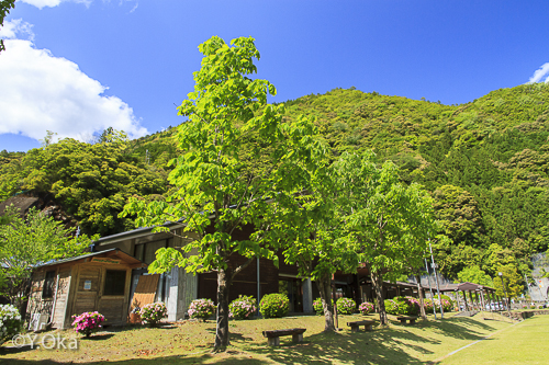 新緑の十津川温泉