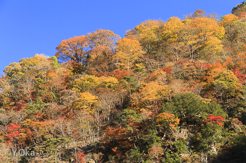 白谷紅葉