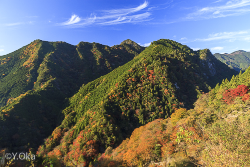 21世紀の森紅葉