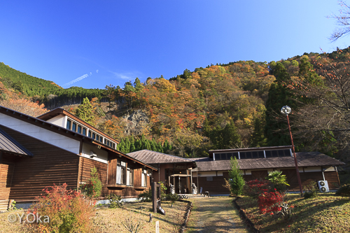 21世紀の森紅葉