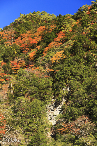 紅葉と大野出合のヴィーナス