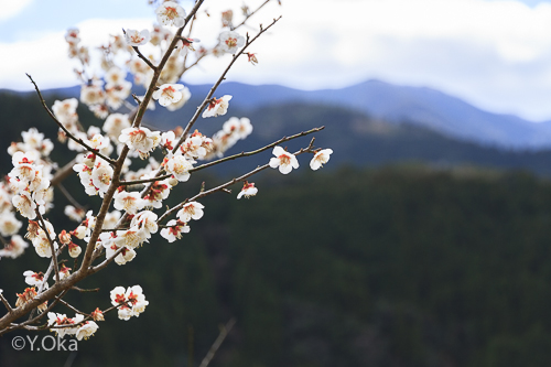 早春の十津川と梅の花
