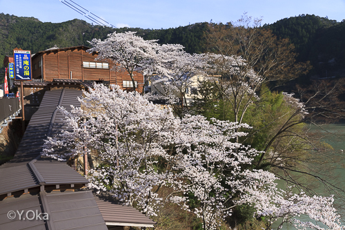 十津川温泉庵の湯の桜