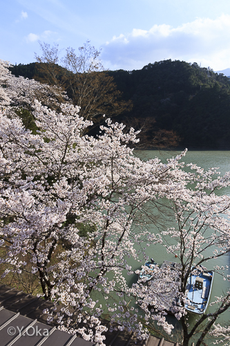 十津川温泉庵の湯の桜