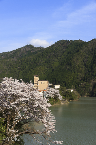十津川温泉の桜