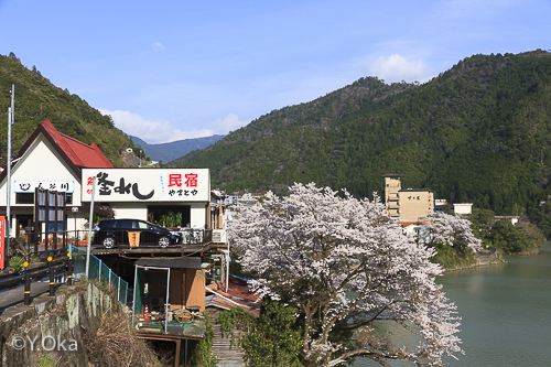 十津川温泉の桜