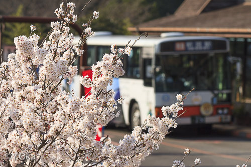 十津川温泉の桜とバス