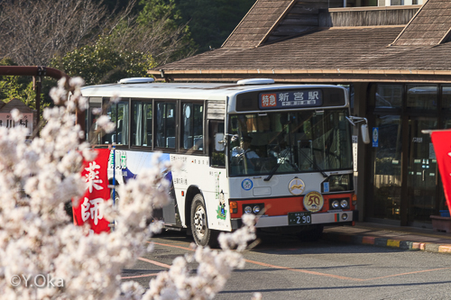 十津川温泉の桜とバス