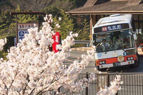 十津川温泉の桜とバス