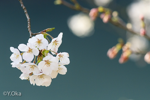 庵の湯桜