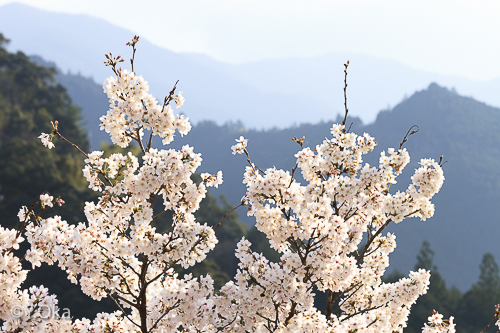 十津川温泉の桜