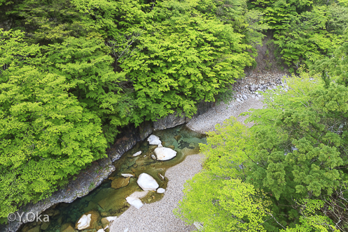 白谷橋の新緑