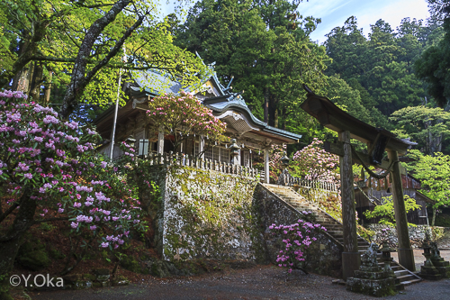 玉置神社シャクナゲ