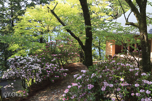 玉置神社シャクナゲ
