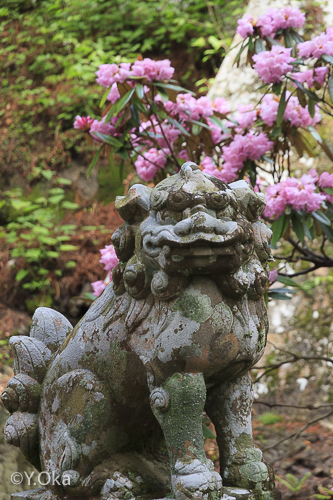 玉置神社シャクナゲ