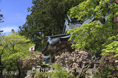 玉置神社シャクナゲ