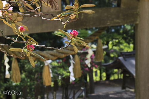 玉置神社シャクナゲ