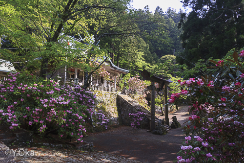 玉置神社シャクナゲ