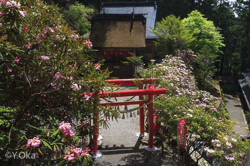 玉置神社シャクナゲ