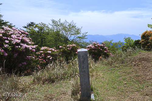 玉置神社シャクナゲ