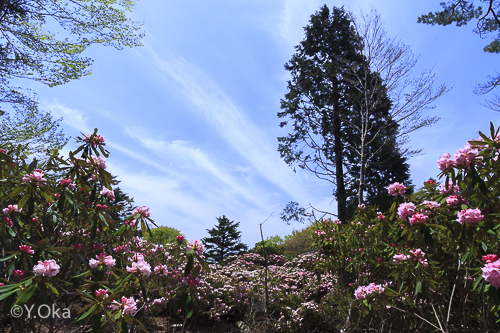 玉置山山頂シャクナゲ