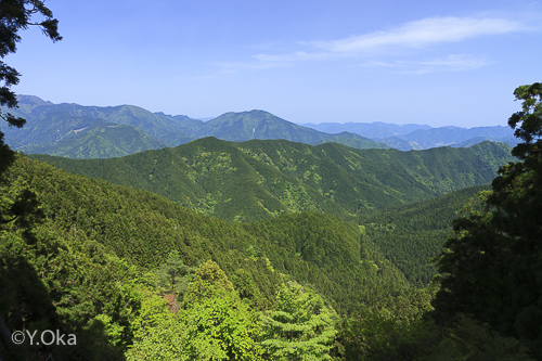 新緑の玉置山