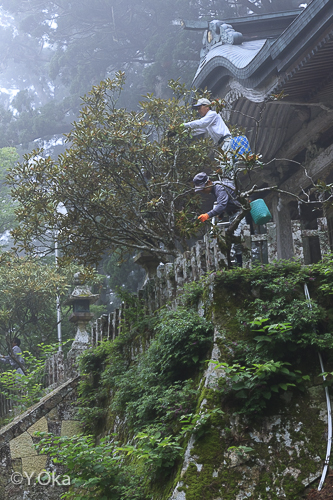 玉置神社花がら摘み