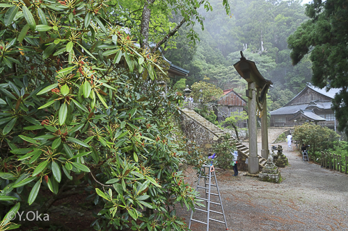 玉置神社花がら摘み