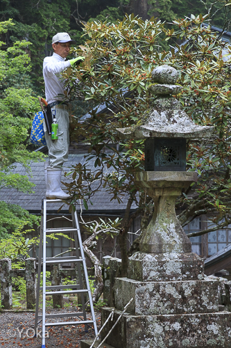 玉置神社花がら摘み
