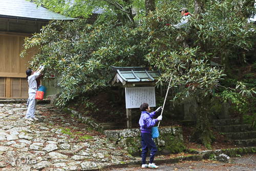 玉置神社花がら摘み