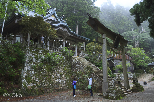 玉置神社花がら摘み