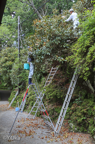 玉置神社花がら摘み