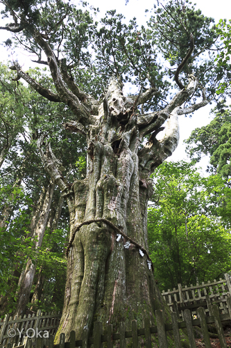 玉置神社