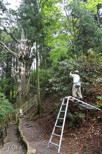 玉置神社花がら摘み