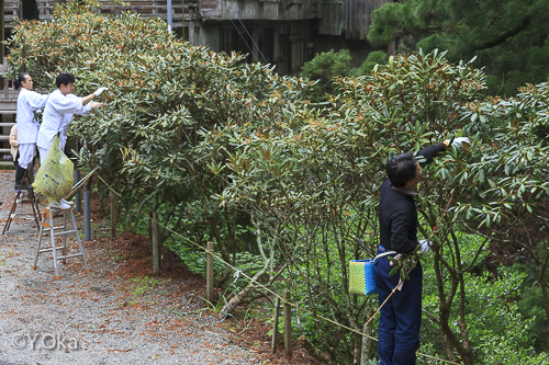 玉置神社花がら摘み