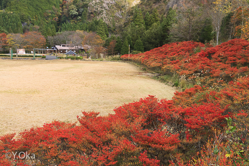 21世紀の森ドウダンツツジ紅葉
